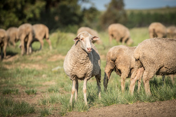 Merino Sheep