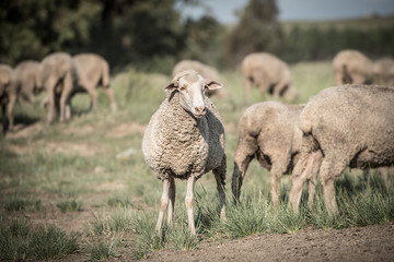 Obraz premium Merino Sheep