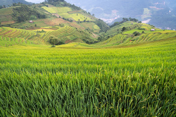 landscape rice fields on terraced of Mu Cang Chai, YenBai, Vietnam

