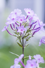 Garden Phlox