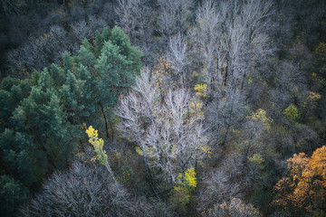 autumn nature, trees, mountains