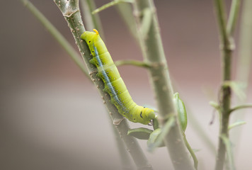 caterpillar green eating