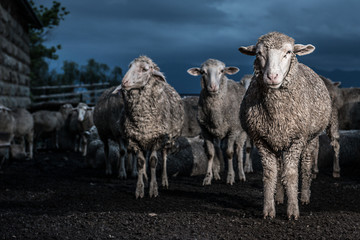 Merino Sheep