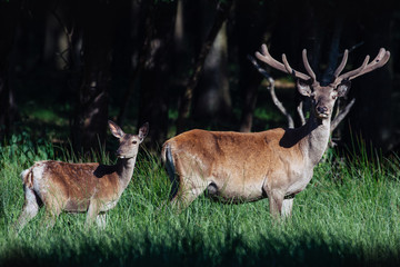 Naklejka na ściany i meble A female and calf Roe Deer standing in a forest