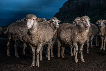 Merino Sheep