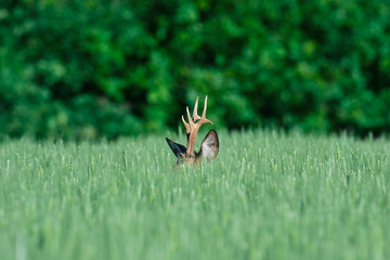 European roe deer in a wheat field