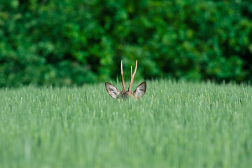 European roe deer in a wheat field