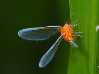 アカハネナガウンカ