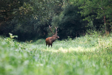 Naklejka na ściany i meble Roaring of majestic powerful adult red deer stag in green forest