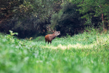 Roaring of majestic powerful adult red deer stag in green forest