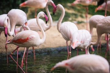 Fototapeta na wymiar Flamingo bird day life with pond and trees in Dusit zoo, Bangkok.