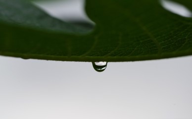 葉から落ちる水滴