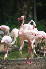 Flamingo bird day life with pond and trees in Dusit zoo, Bangkok.