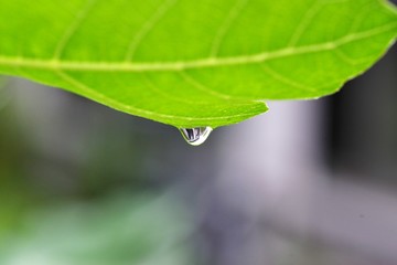 葉から落ちる水滴