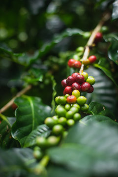 Arabica coffee cherries on tree with green leaves growing in the north of Thailand.