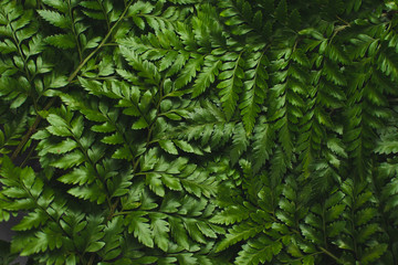 Green leatherleaf fern background.