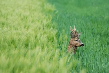 Photo sur Plexiglas Cerf Chevreuil européen dans un champ de blé
