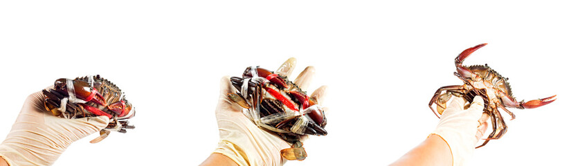Fresh crabs in hand. Mix of the gesture of catching sea crab in hand.