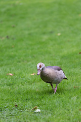 Bird on field