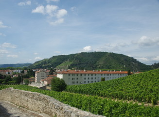 Fototapeta na wymiar vignobles de tain -l'hermitage
