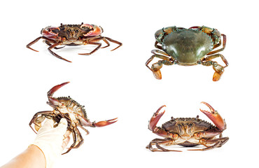 Fresh crabs in hand and gesture of sea crab on the white background.