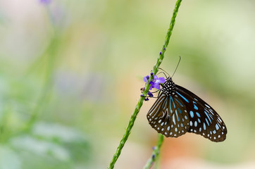 Beautiful butterfly resting on the flower in the garden.