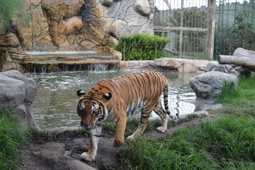 Tigre