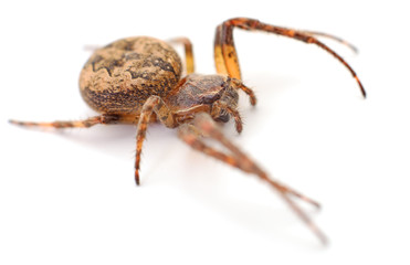 House spider isolated.