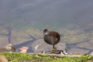 Bird in lake