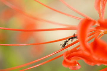 アリと彼岸花