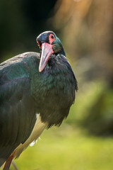 Black stork photography