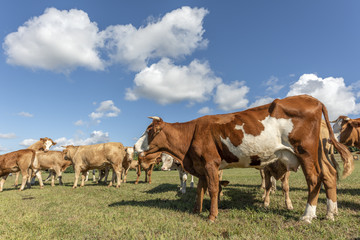 Vaches dans un pâturage