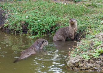 Couple of Aonyx or Ambionyx cinereus Small-Clawed Otter in pond. Summer