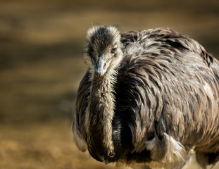 Brown emu photography