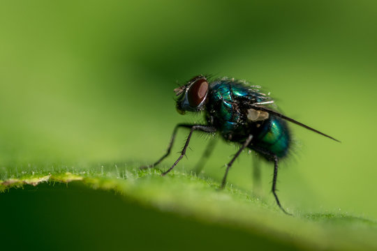Green fly on leaf