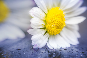 Obraz premium Daisy flower reflection