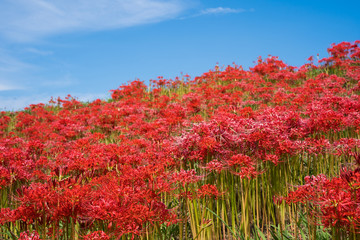 彼岸花　青空背景