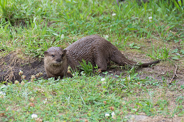 Aonyx or Ambionyx cinereus Small-Clawed Otter on the lawn looking at you.