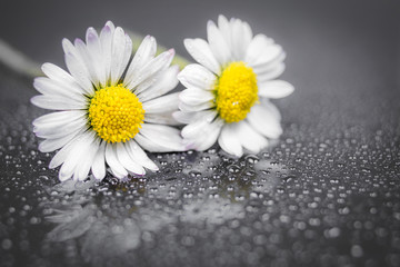 Daisy flowers reflection - obrazy, fototapety, plakaty