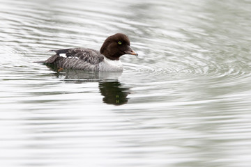 Barrow's Goldeneye, male on Mud Lake, Blue River, British Colombia, Canada, 28th May 2011.