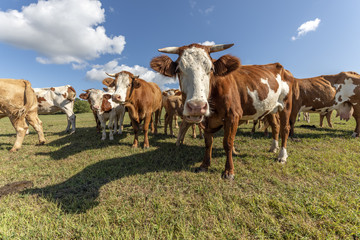 Vaches dans un pâturage