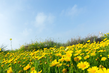 Obraz premium Spring background with beautiful yellow flowers