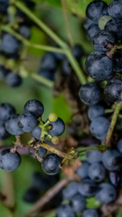 Wild grapes growing on the vine after a nights dew.