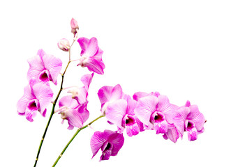 Fototapeta na wymiar Beautiful purple orchid, isolated on white background