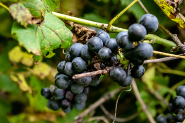 Wild grapes growing on the vine after a nights dew.
