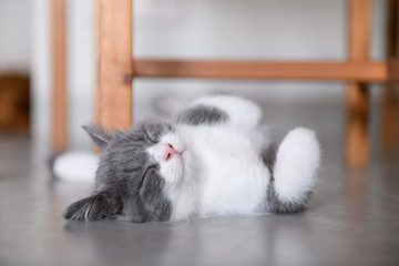 Cute British short Hairy cat © chendongshan