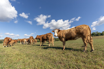 Vaches dans un pâturage
