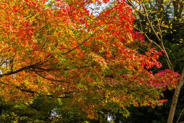 Maple and autumn leaves.The shooting location is  Tokyo, Japan.