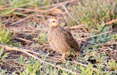 Red-billed francolin