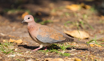 Laughing Dove (Spilopelia senegalensis)